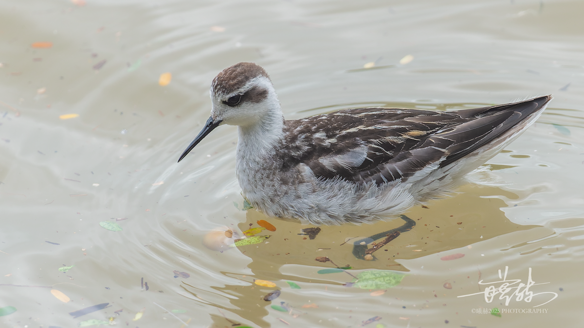 svømmesnipe - ML644591869