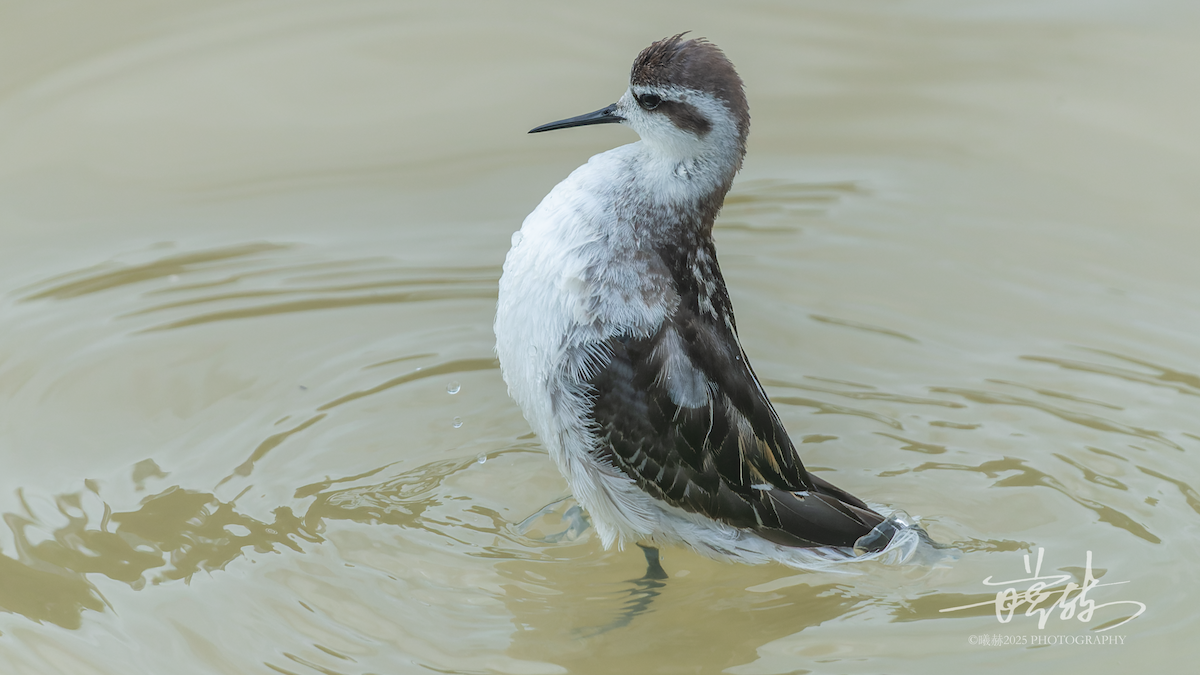 svømmesnipe - ML644591870