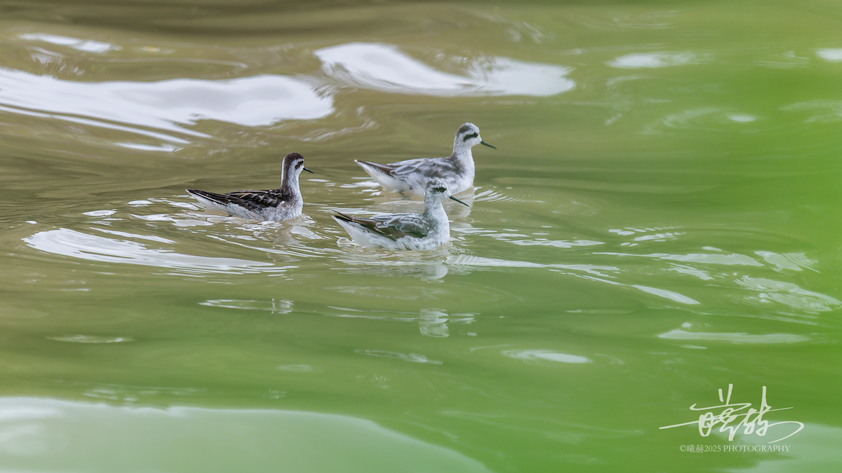 svømmesnipe - ML644591873