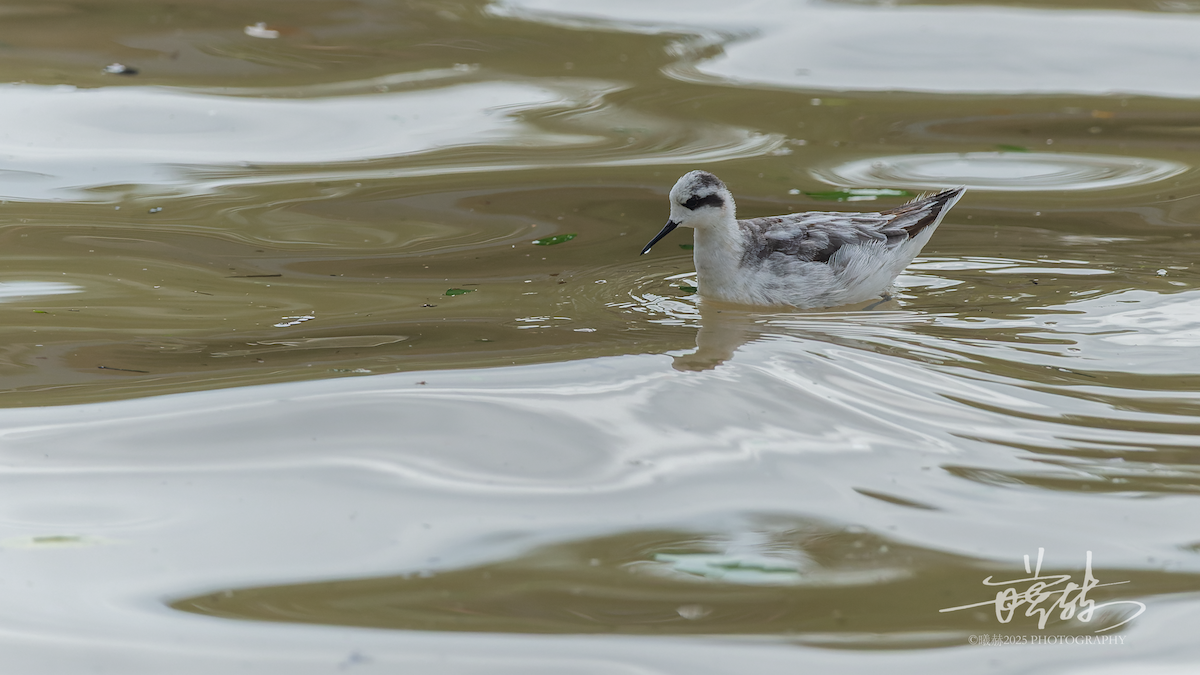 svømmesnipe - ML644591874