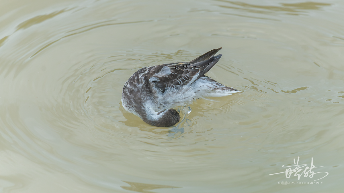 svømmesnipe - ML644591875