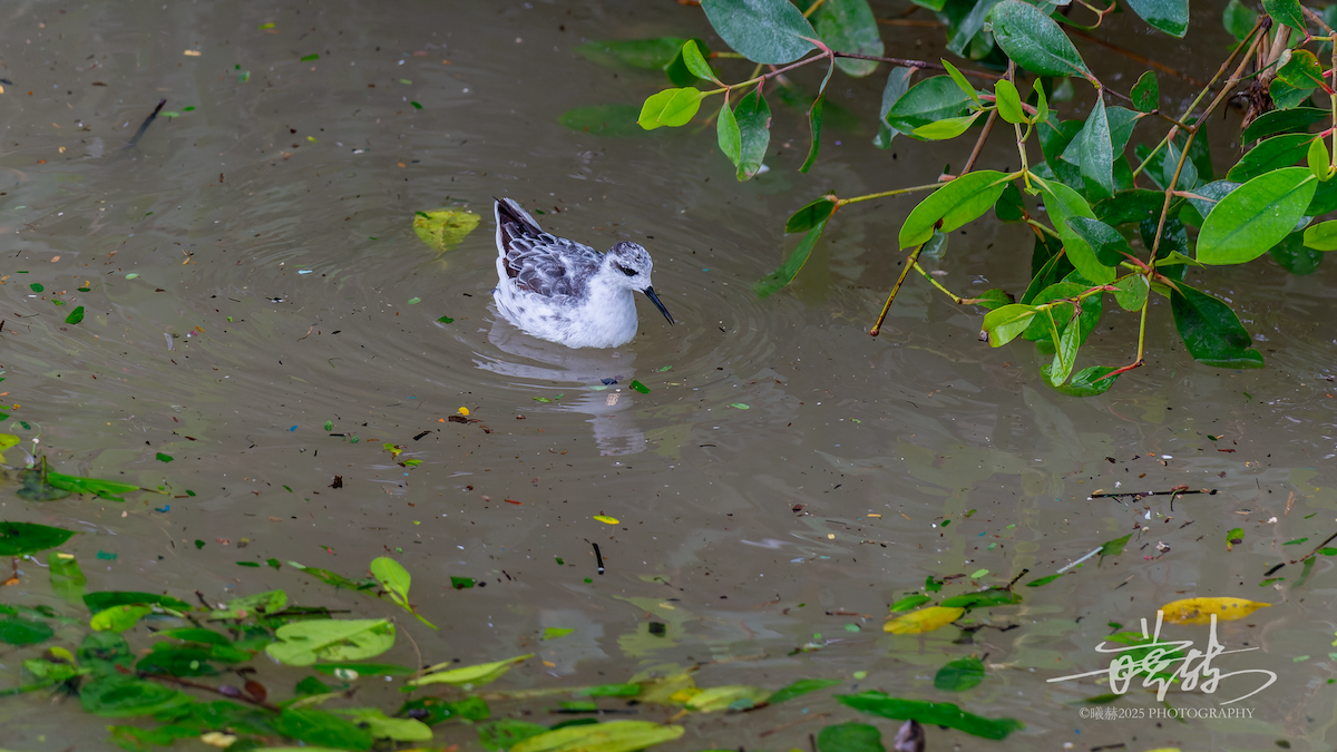 svømmesnipe - ML644591876