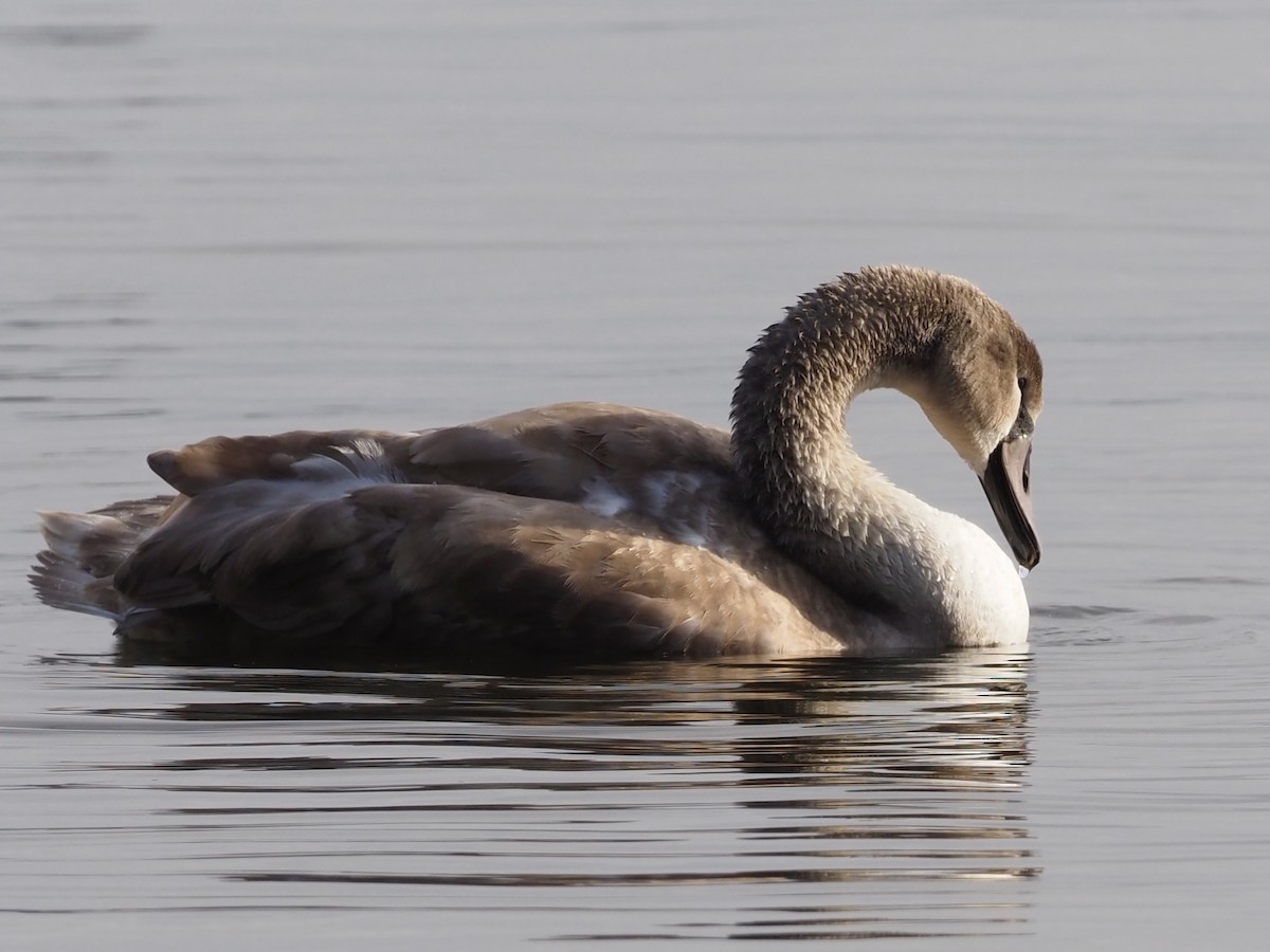 疣鼻天鵝 - ML644591895