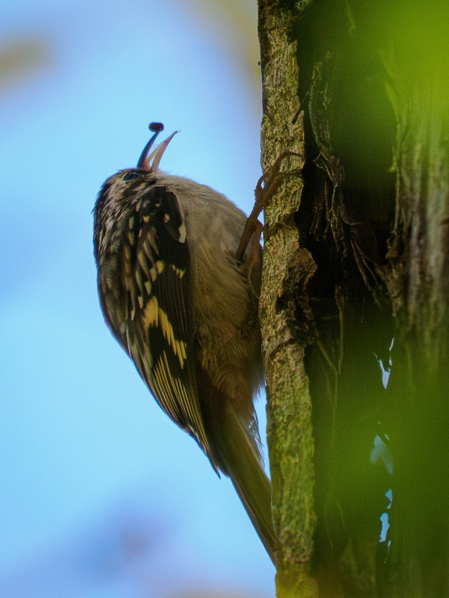 amerikatrekryper - ML644591899