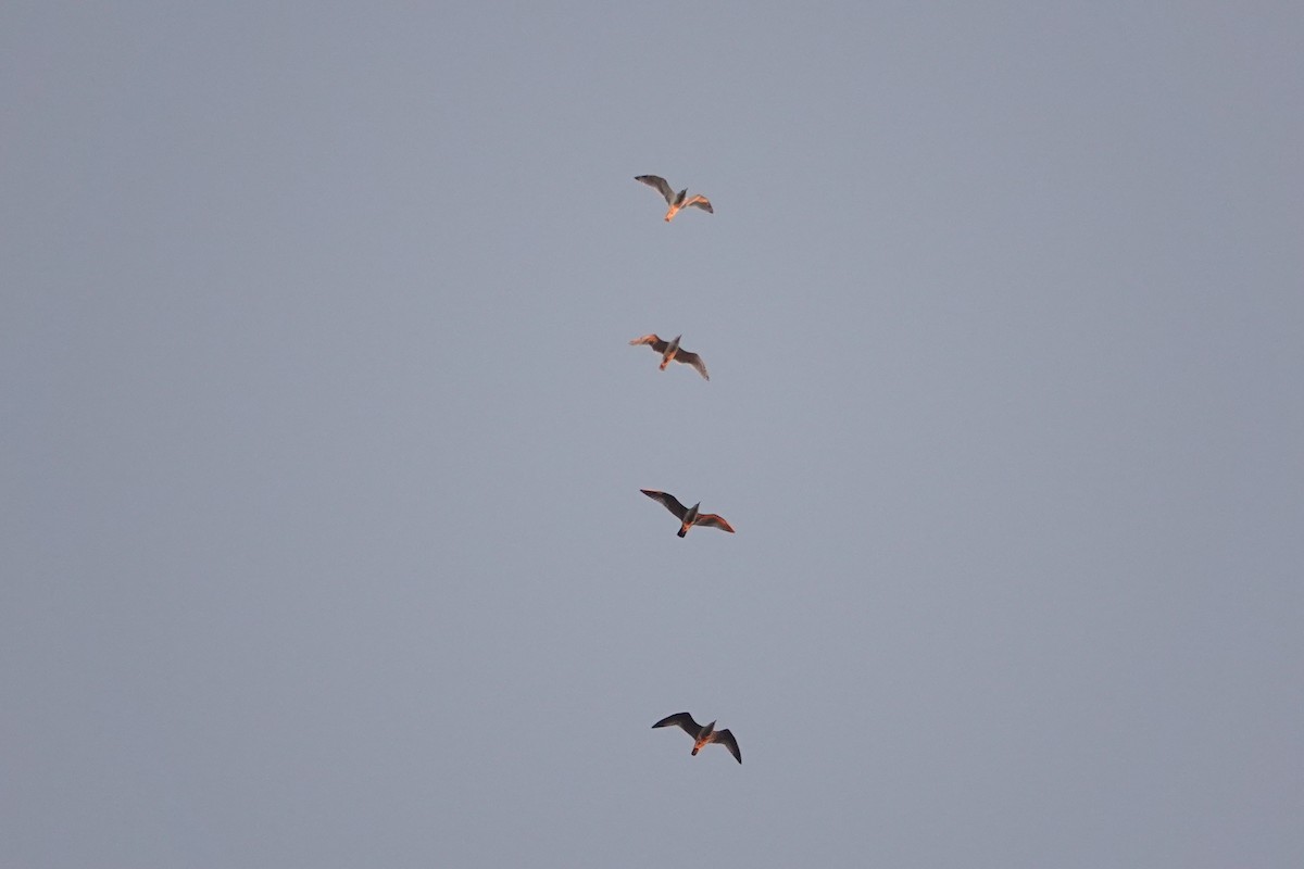 American Herring Gull - ML644591902