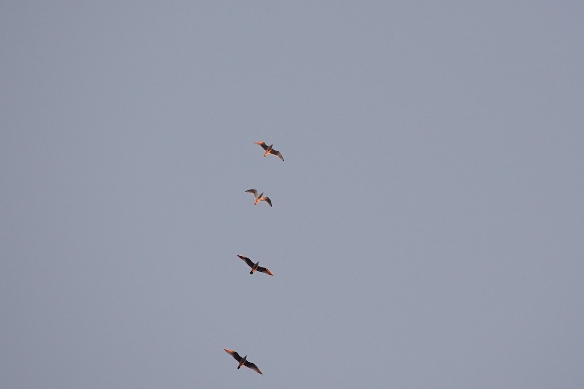 American Herring Gull - ML644591903