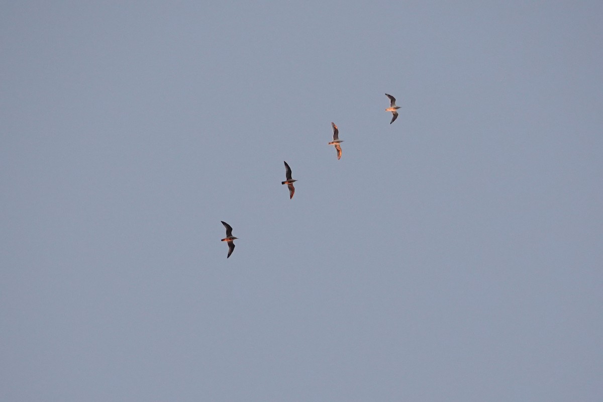 American Herring Gull - ML644591905