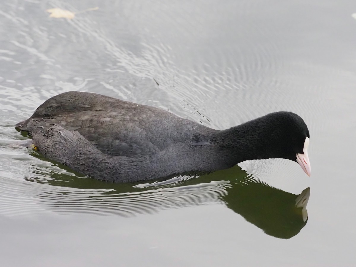 Eurasian Coot - ML644591906