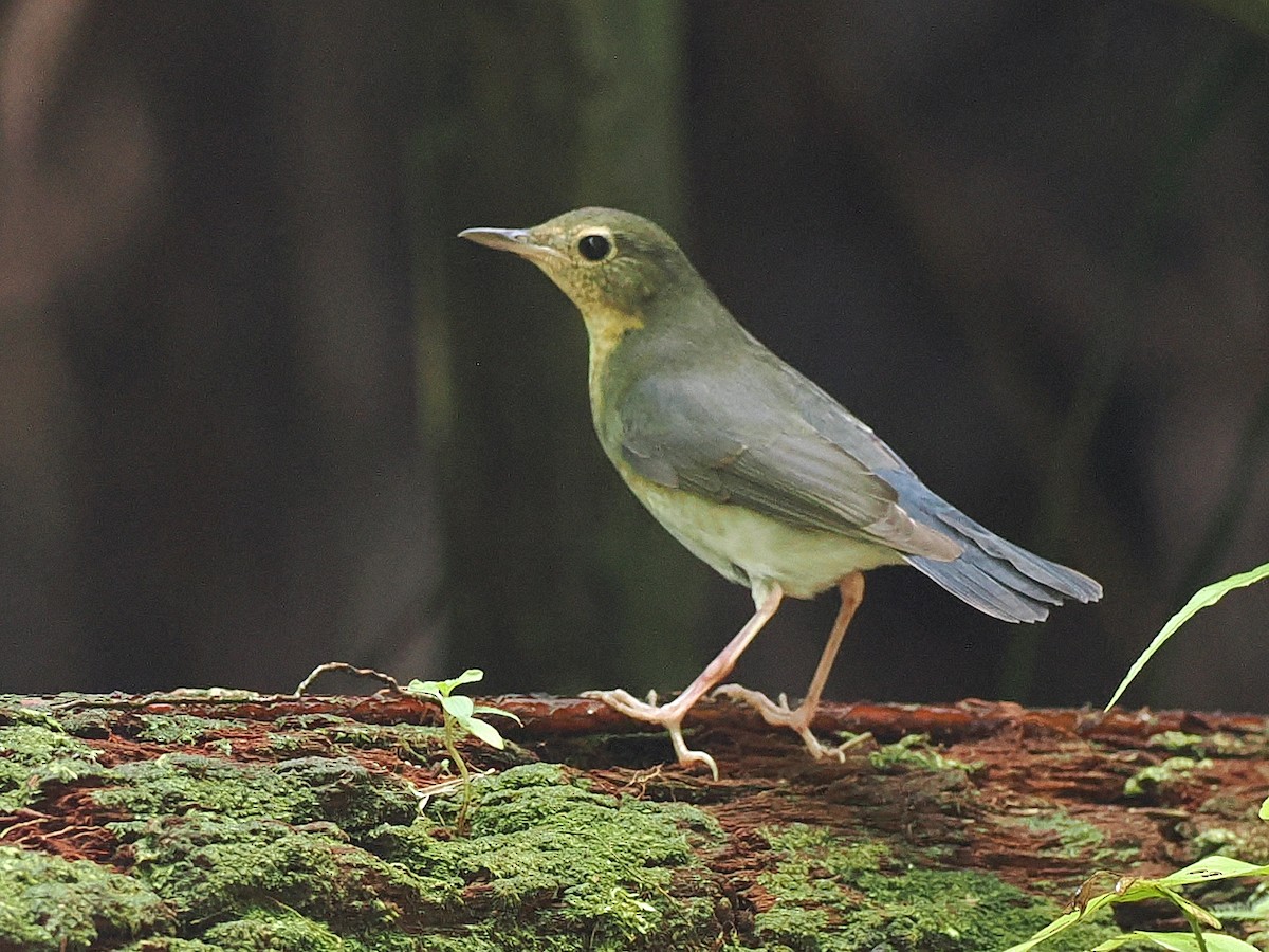 זמיר תכול - ML644591910