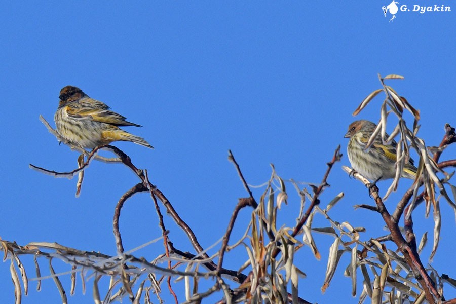 rødpanneirisk - ML644591913