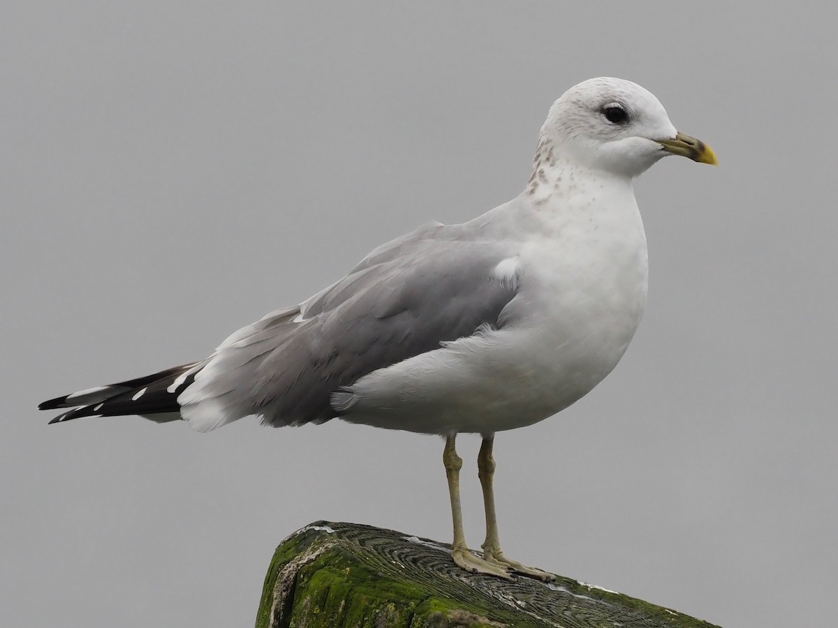 Common Gull (European) - ML644591915