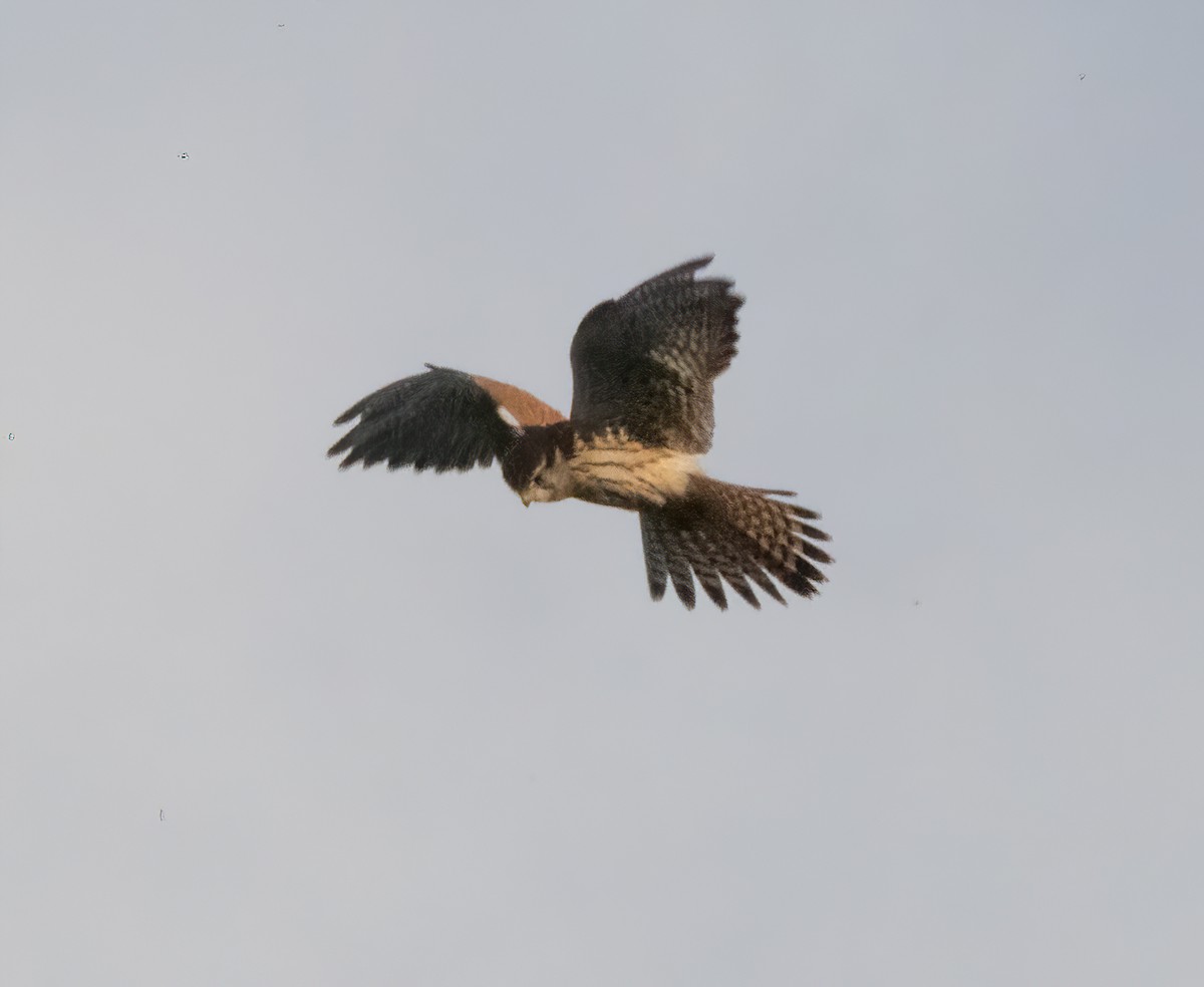 Turmfalke - ML644591929