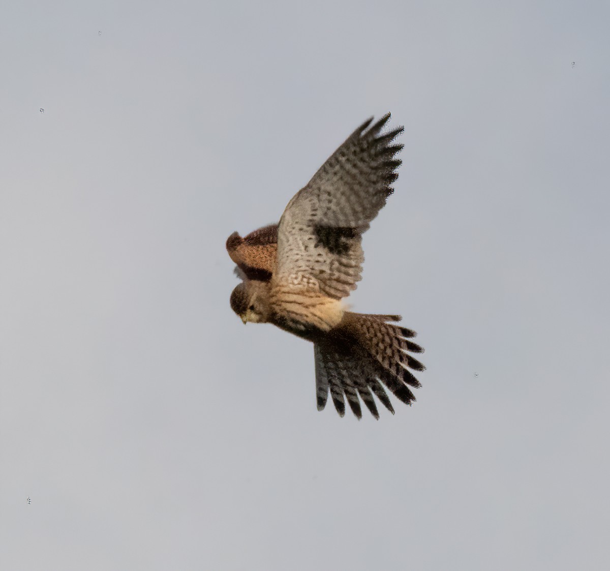 Turmfalke - ML644591932