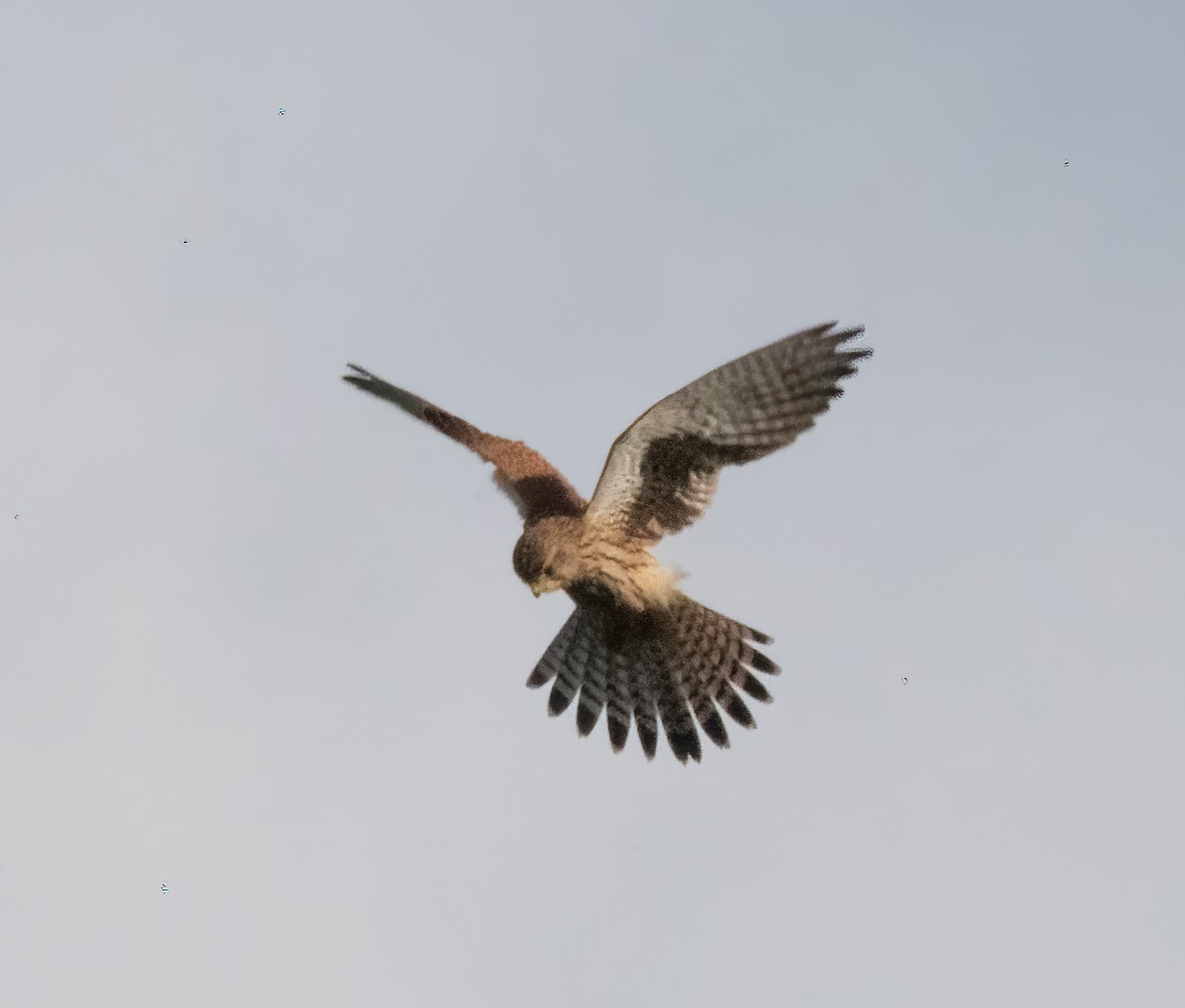 Turmfalke - ML644591933