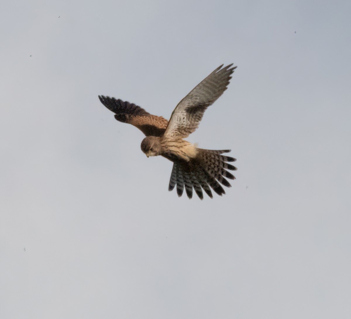 Turmfalke - ML644591934