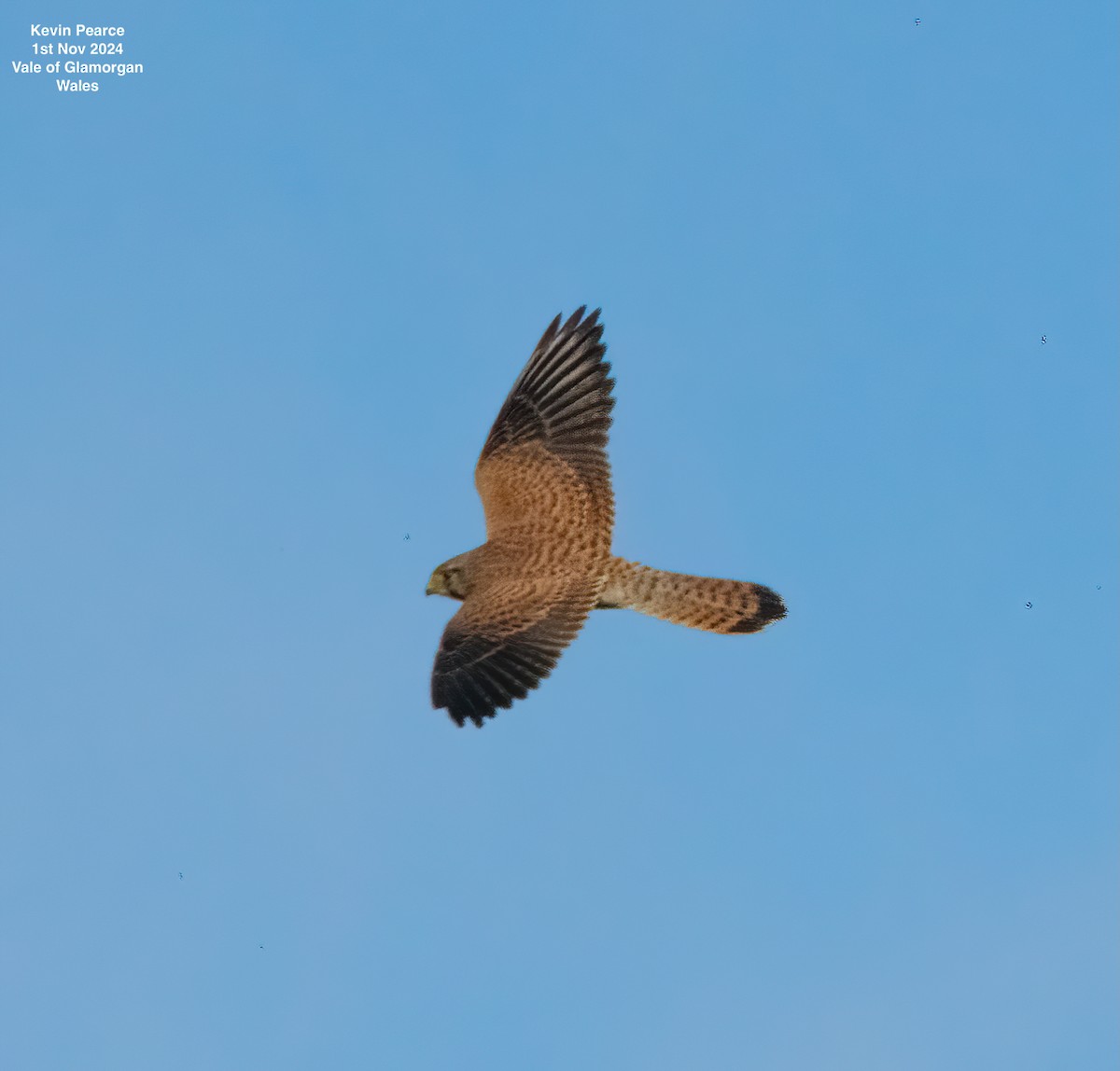 Turmfalke - ML644591935