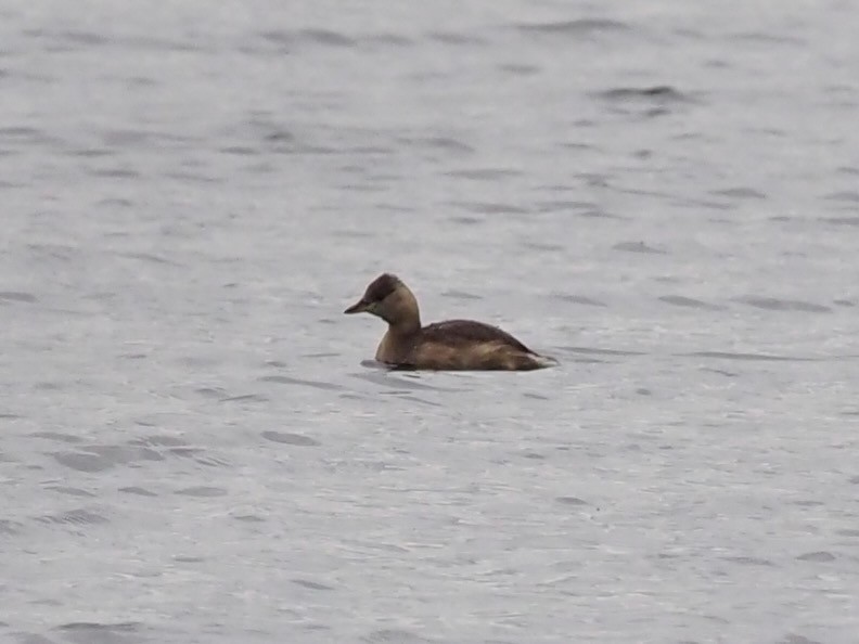 Little Grebe - ML644591936