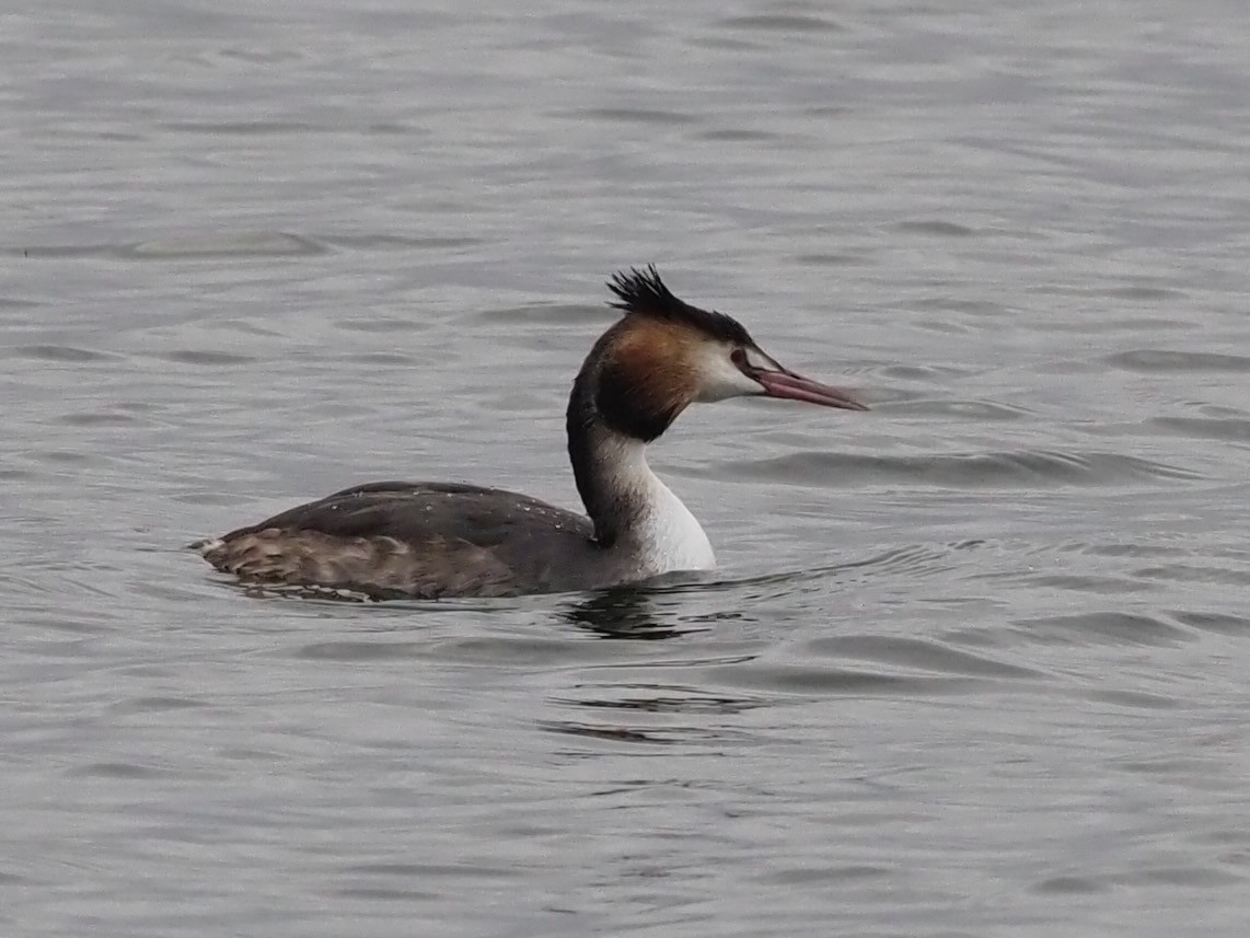 Great Crested Grebe - ML644591942