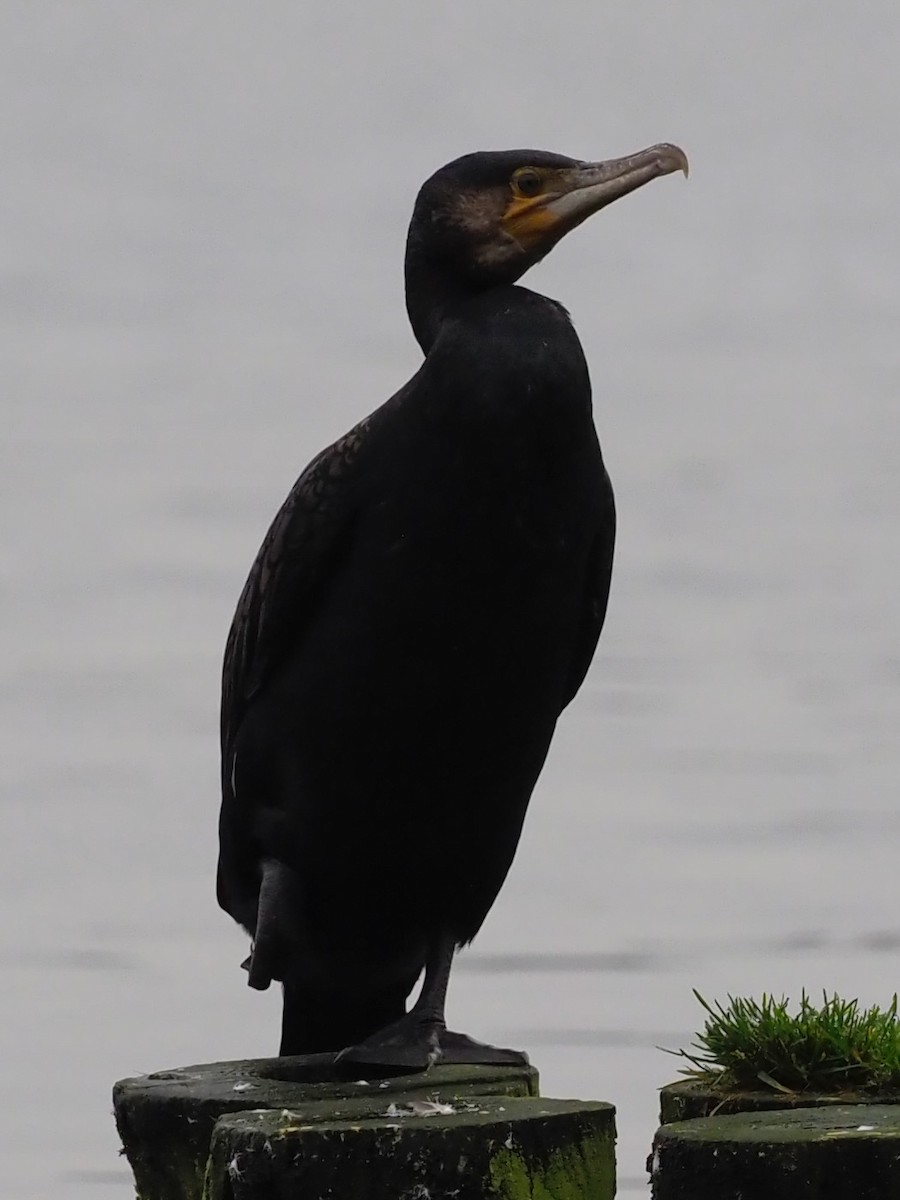 Kormoran - ML644591946