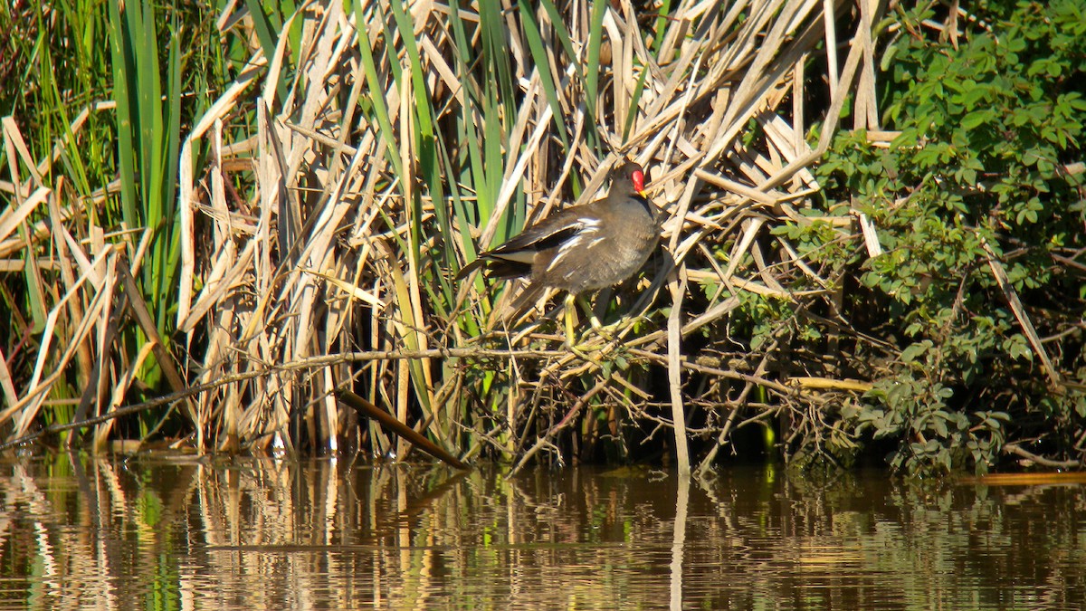 Eurasian Moorhen - ML644591950
