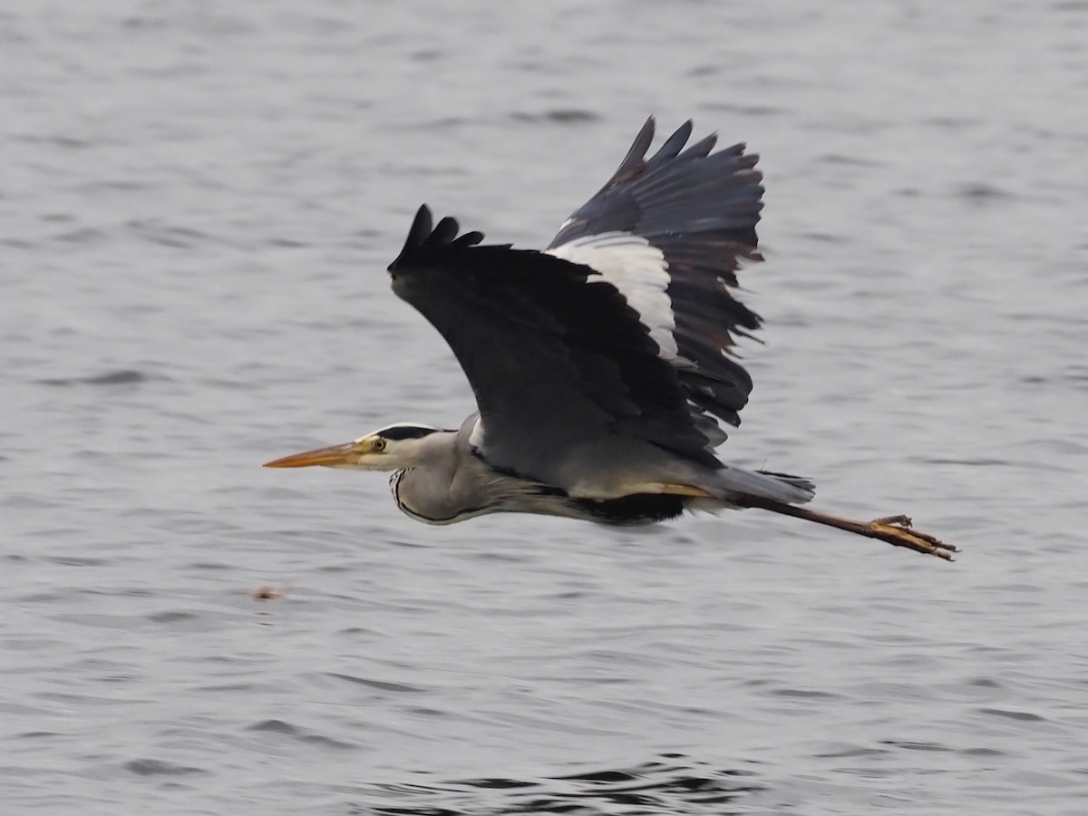 Gray Heron - ML644591954