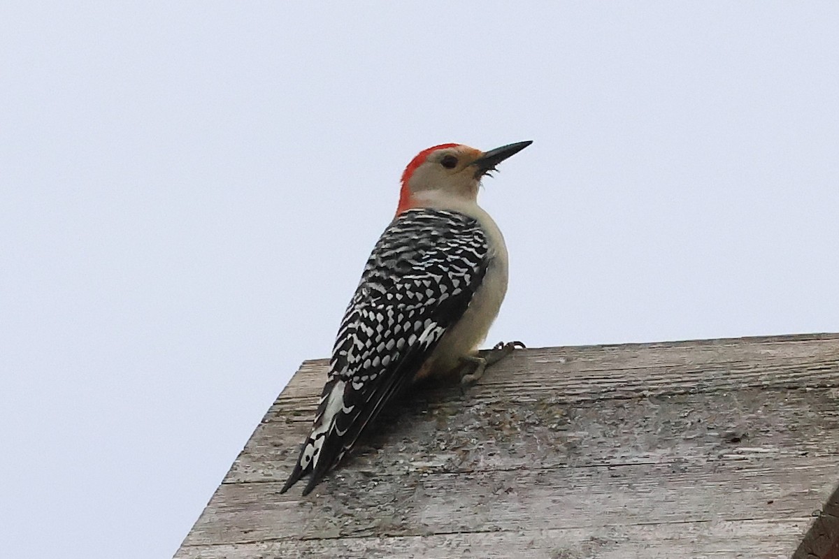 シマセゲラ - ML644591956