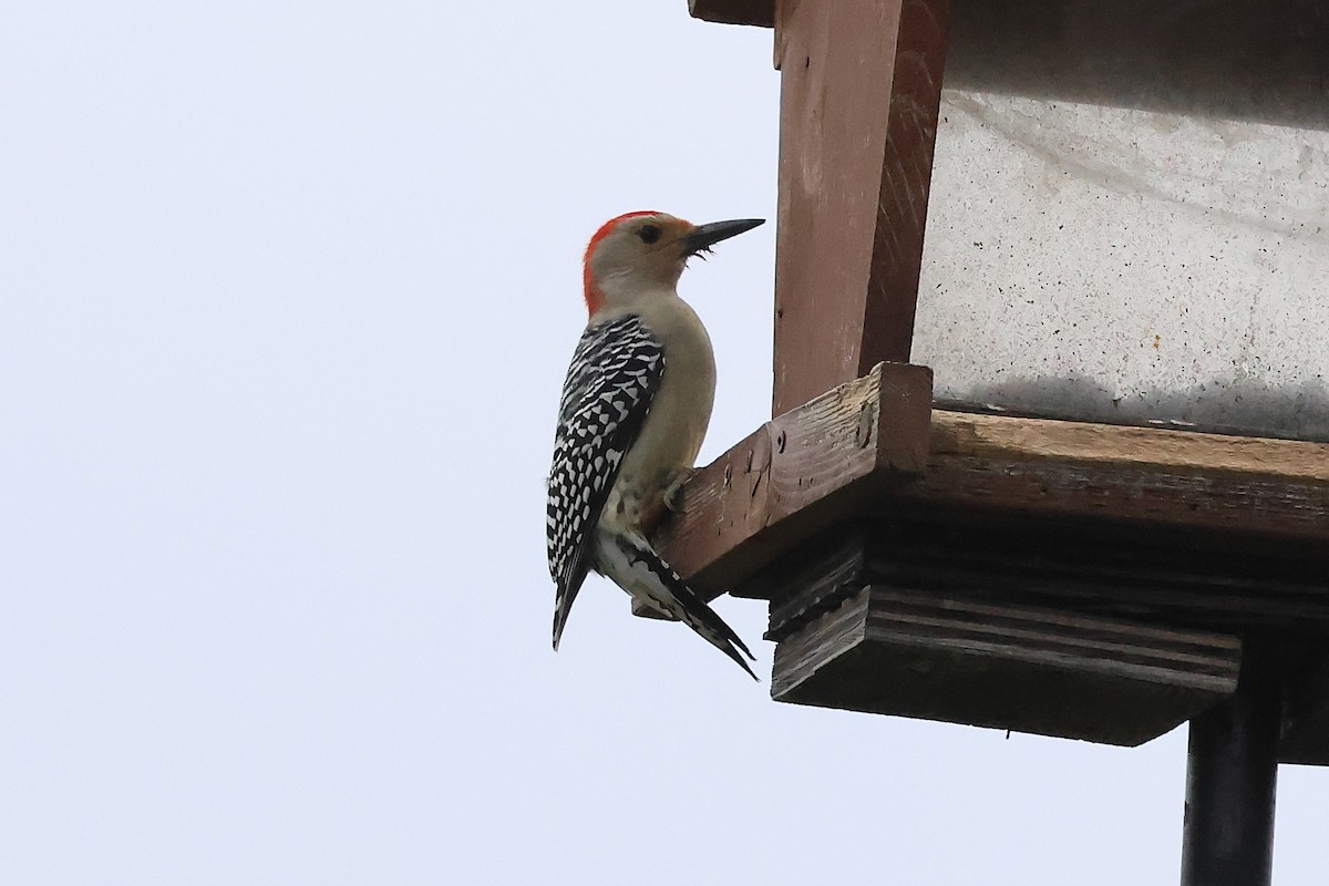 シマセゲラ - ML644591957