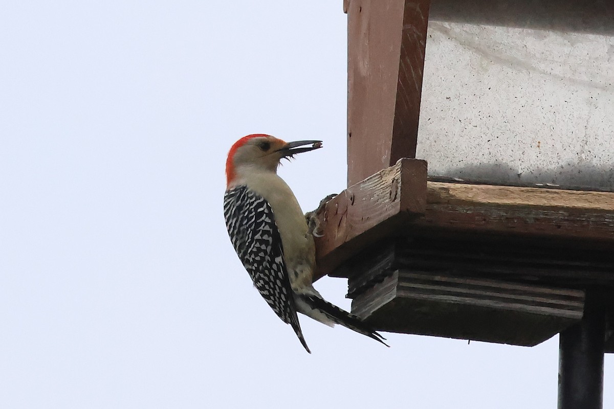 シマセゲラ - ML644591958