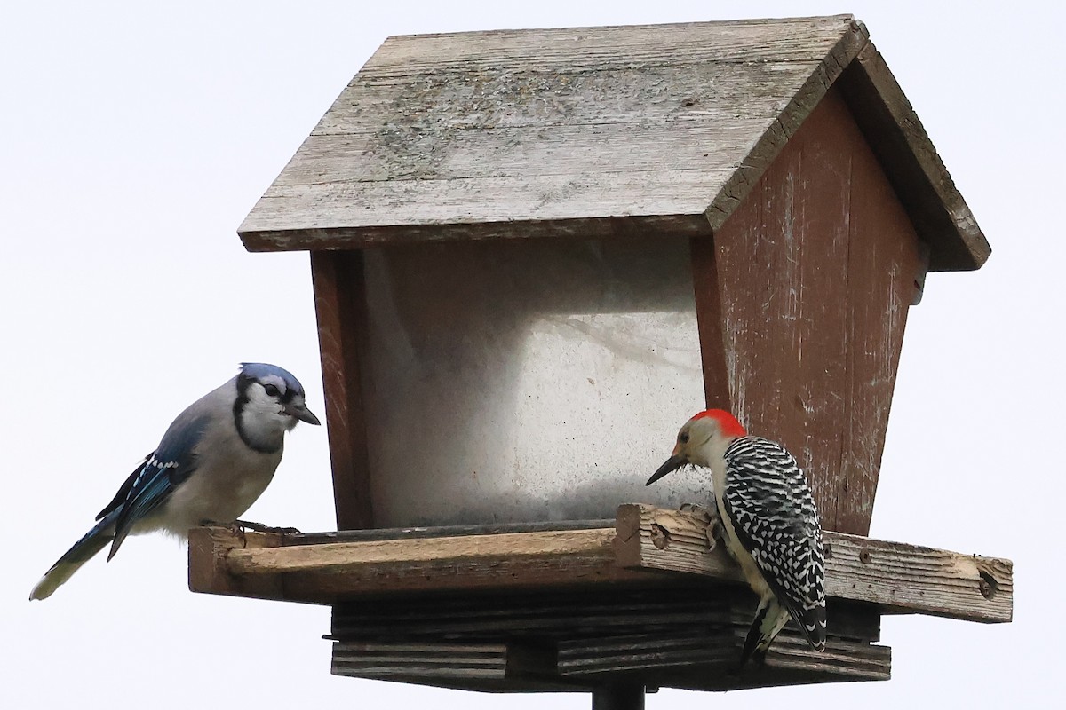 シマセゲラ - ML644591959