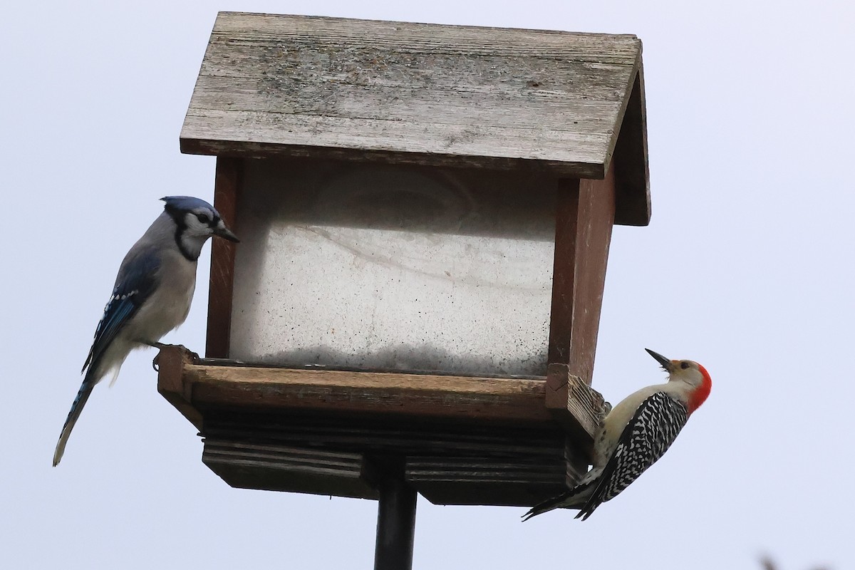 シマセゲラ - ML644591960