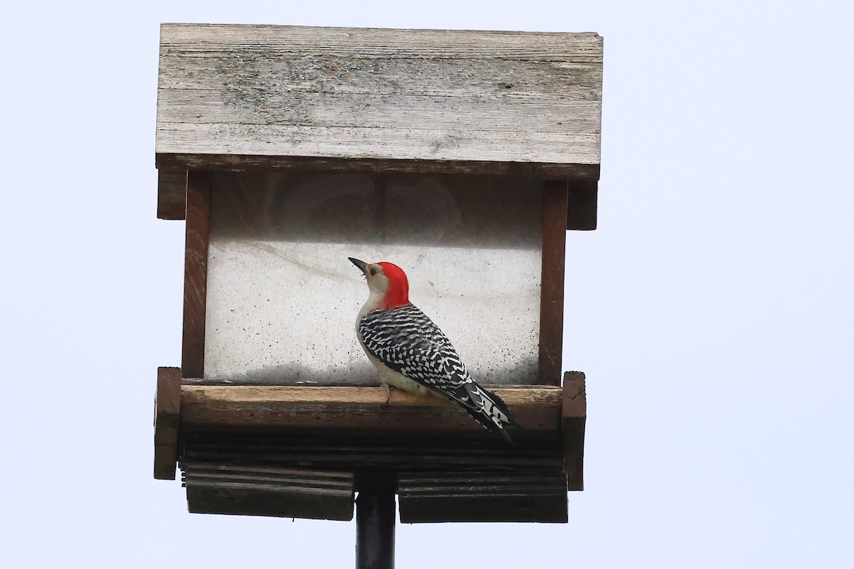 シマセゲラ - ML644591961