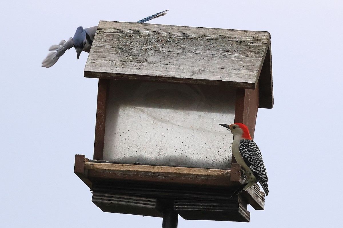 シマセゲラ - ML644591962