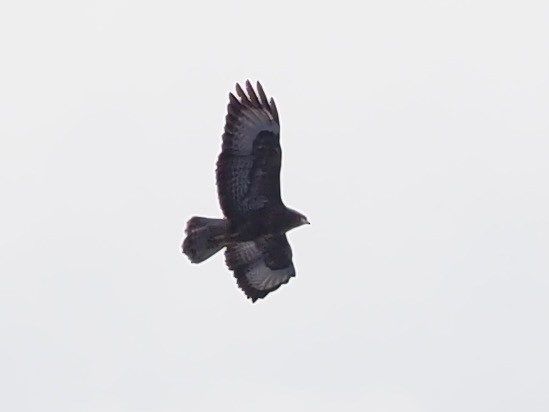 Common Buzzard - ML644591966