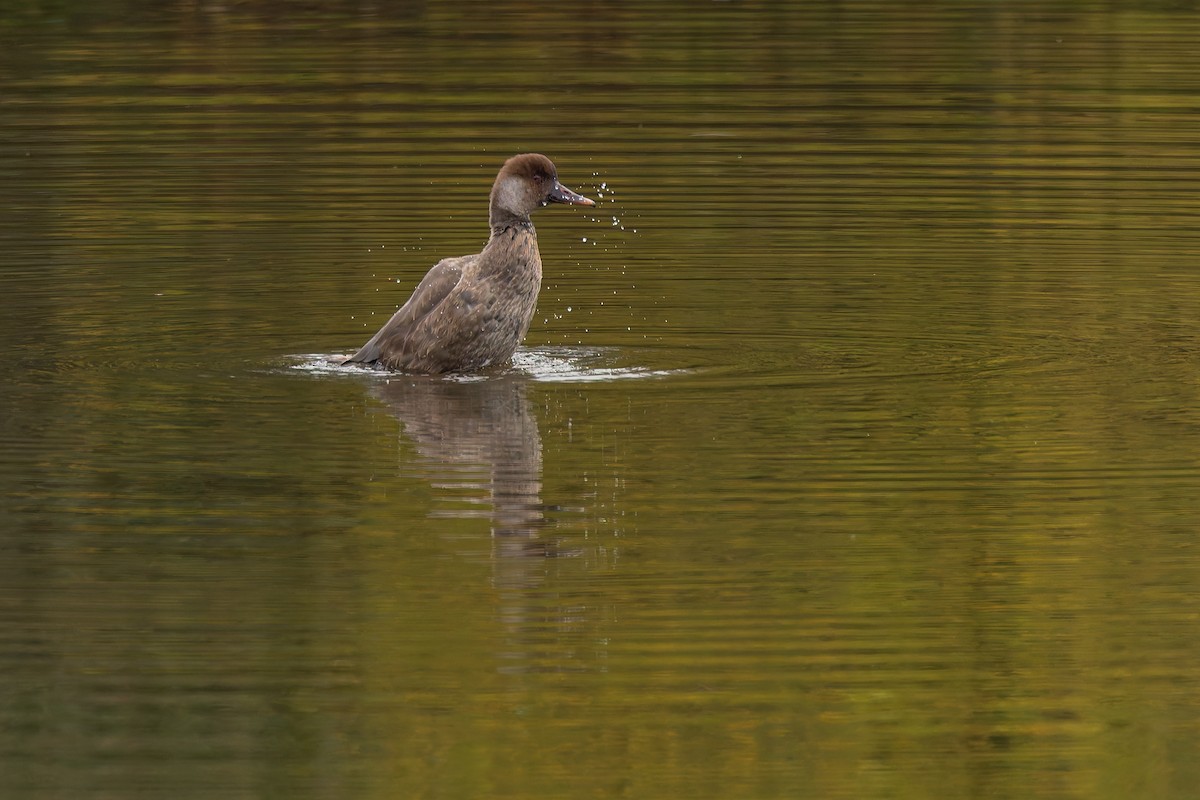 Red-crested Pochard - ML644591967