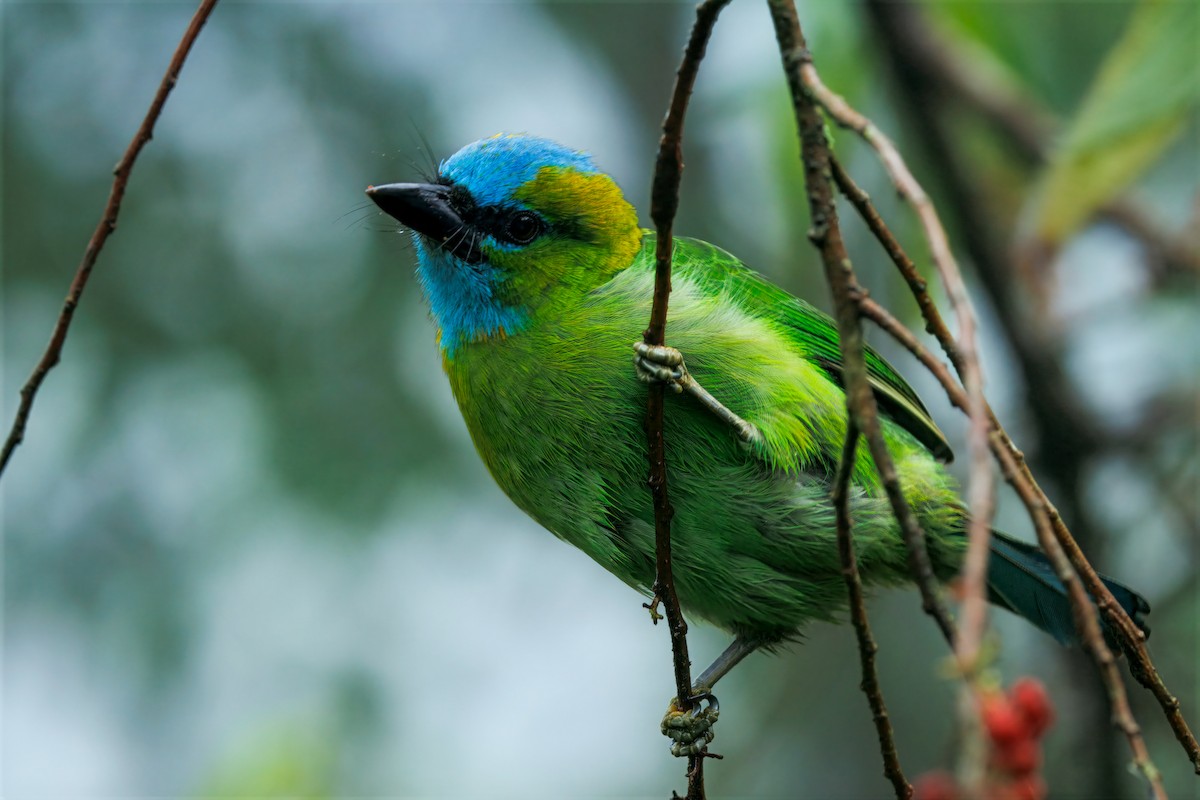 Синелицый бородастик - ML644591971