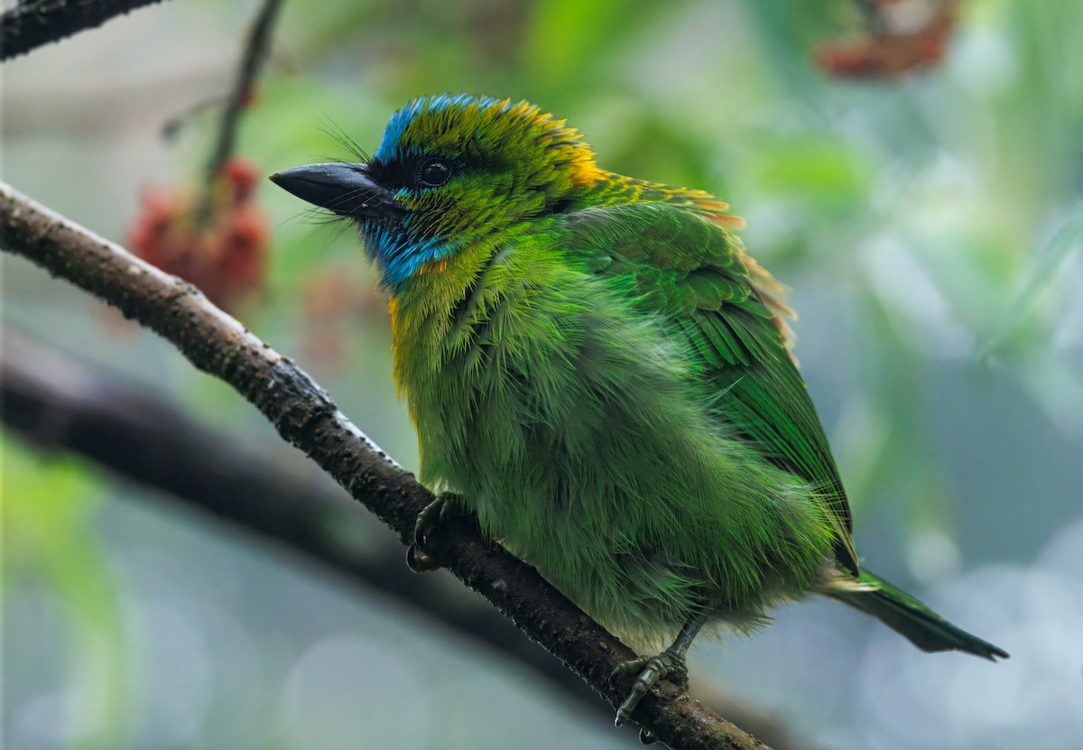 Синелицый бородастик - ML644591972