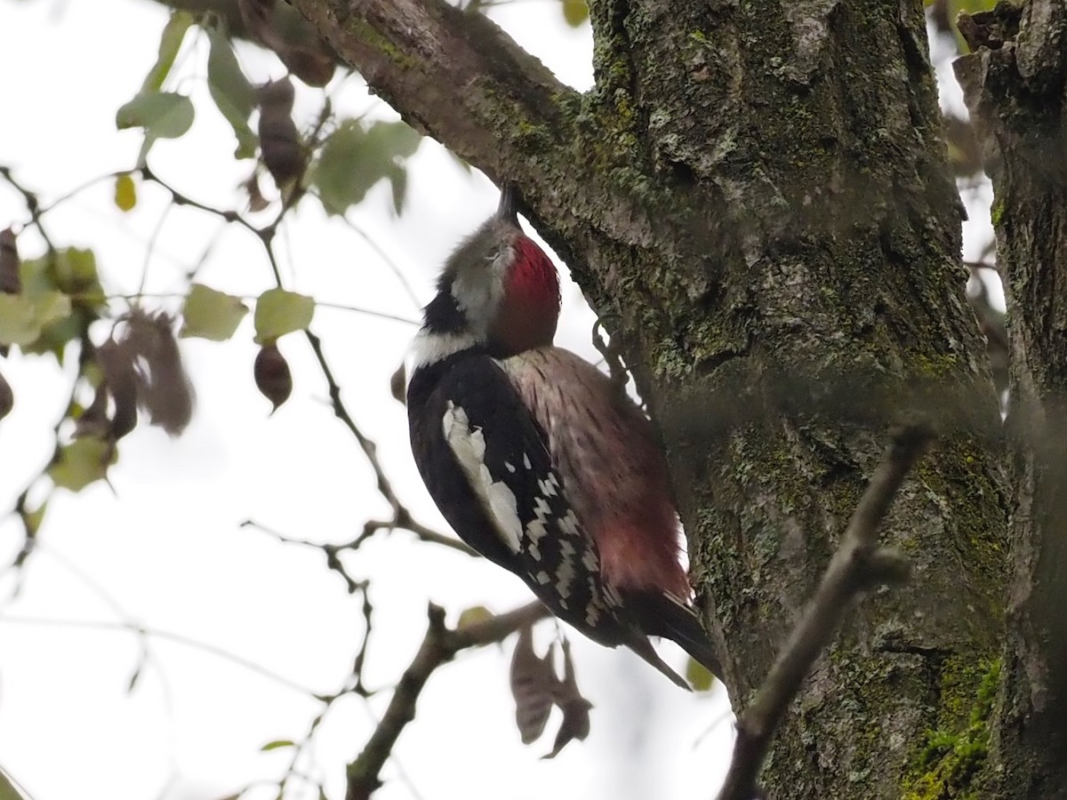 Middle Spotted Woodpecker - ML644591974