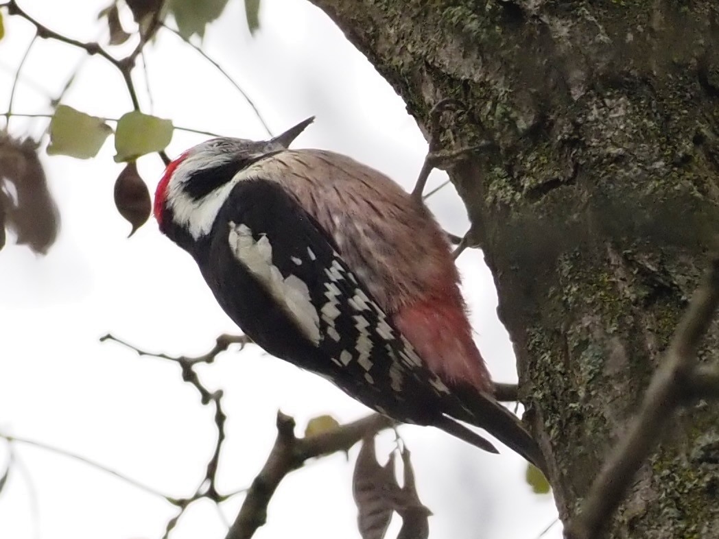 Middle Spotted Woodpecker - ML644591975