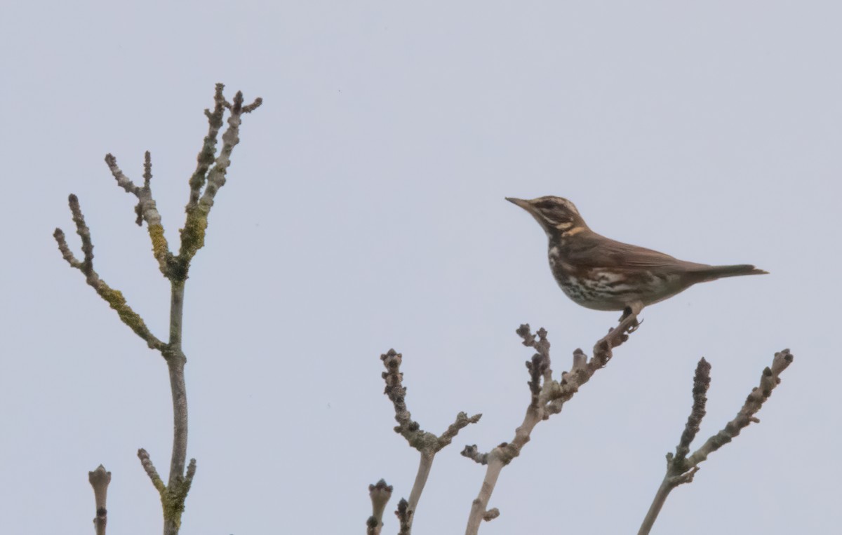 Redwing - ML644591977