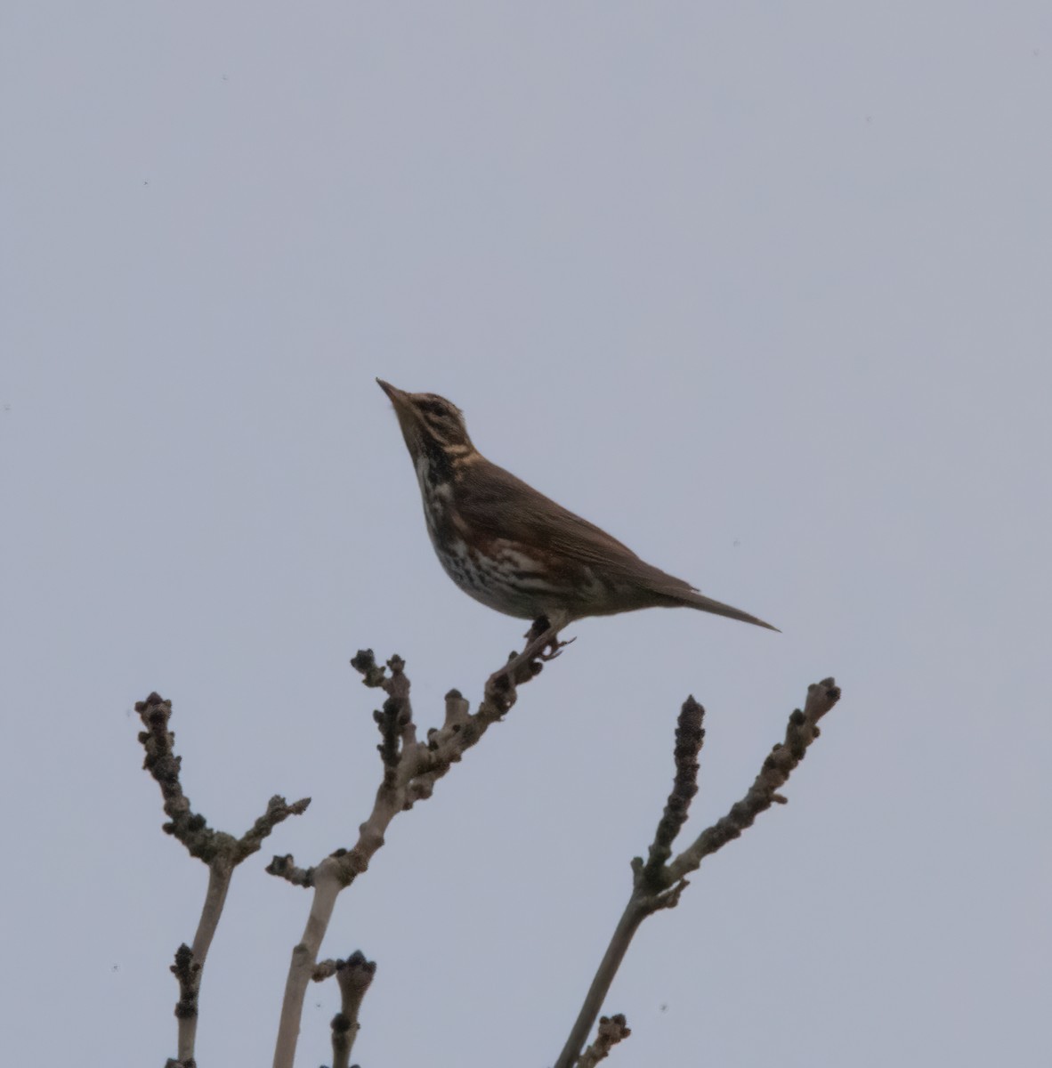 Redwing - ML644591978