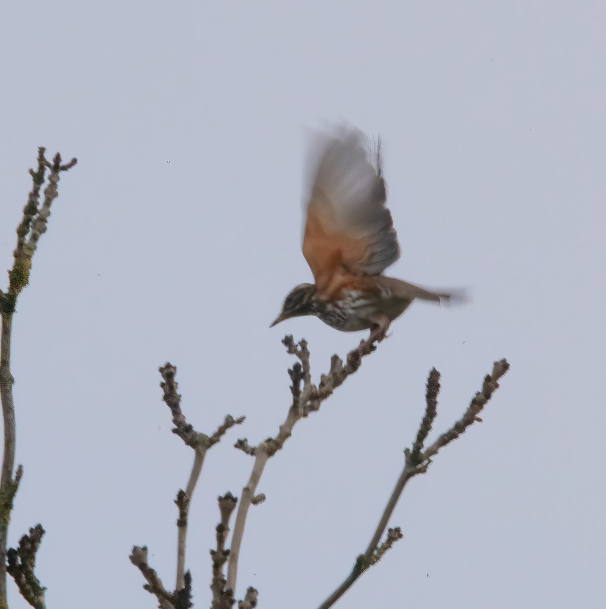 Redwing - ML644591980