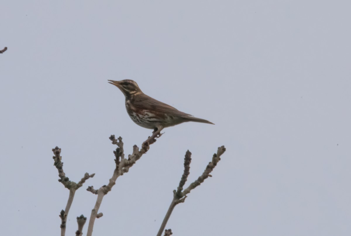 Redwing - ML644591981