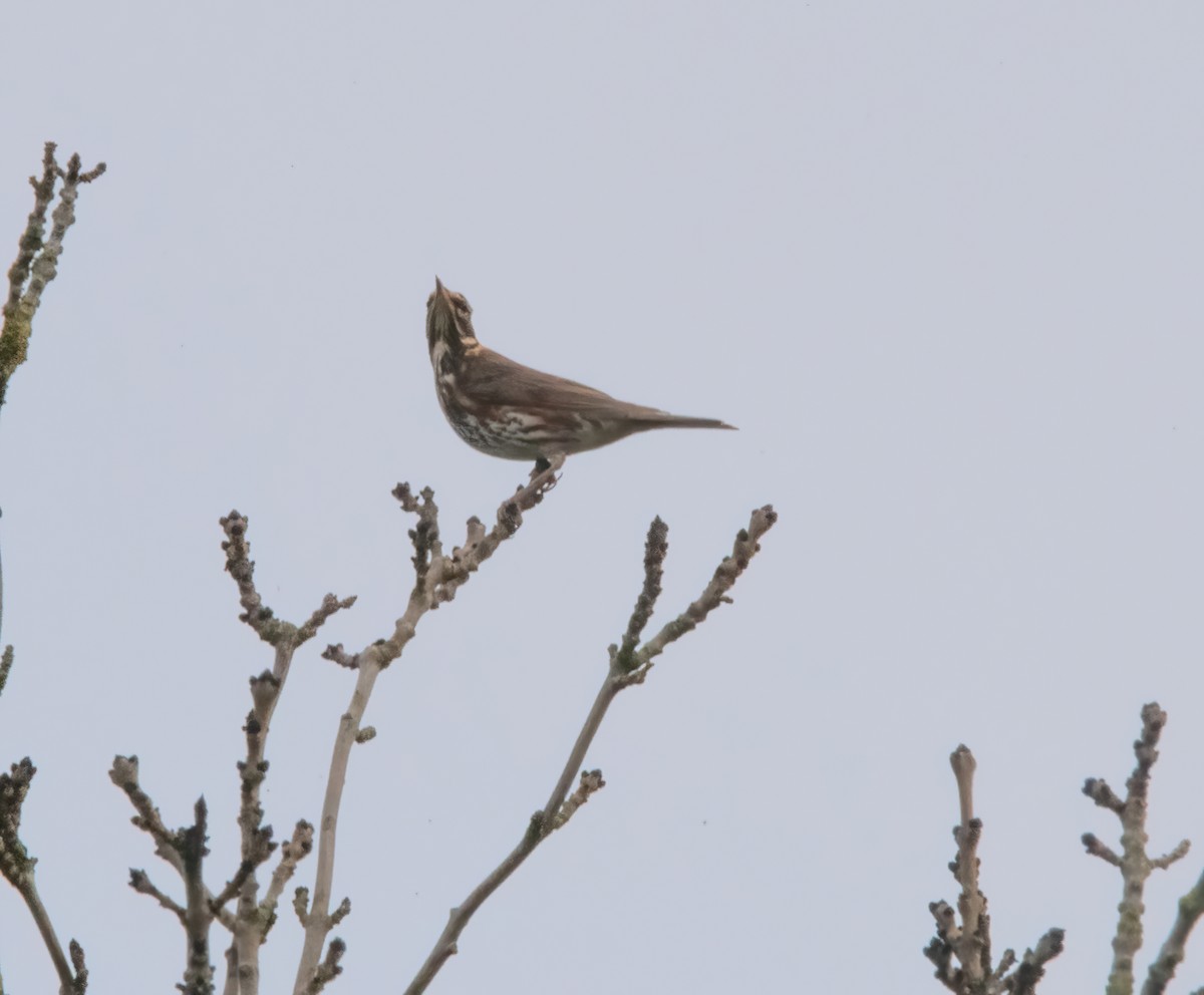 Redwing - ML644591982