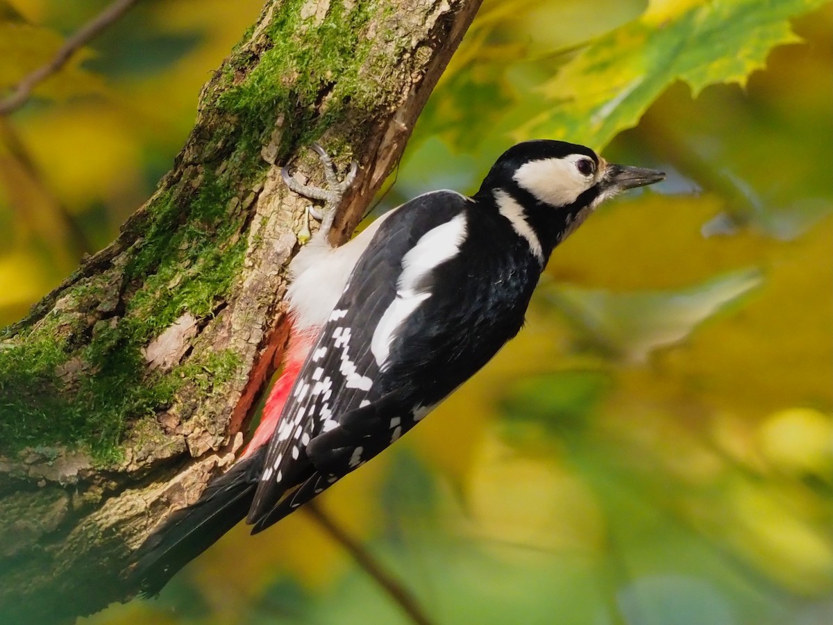 Great Spotted Woodpecker - ML644591984