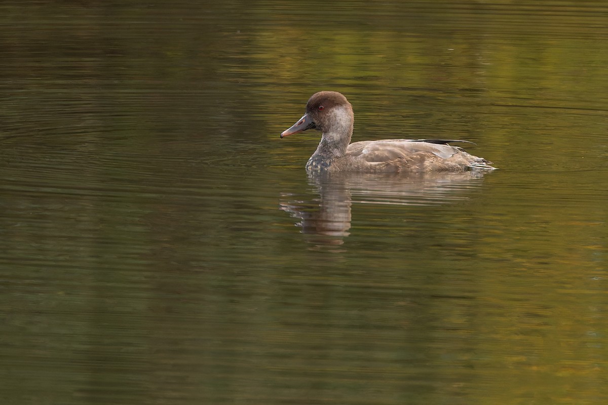 Red-crested Pochard - ML644591988