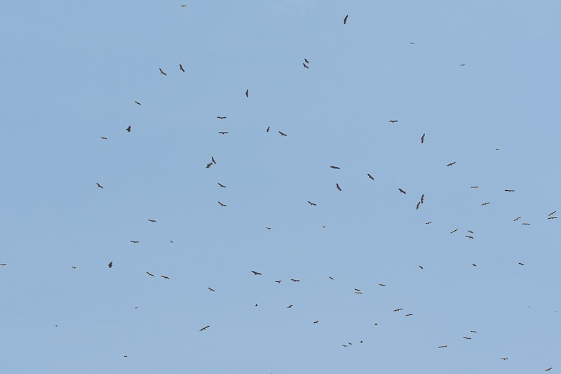 hvitryggribb - ML644591990