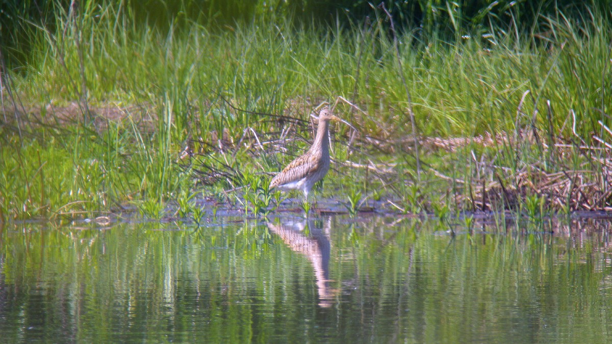 Kurlinta handia - ML644591991