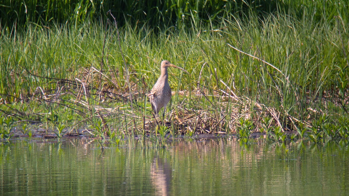 Kurlinta handia - ML644591992