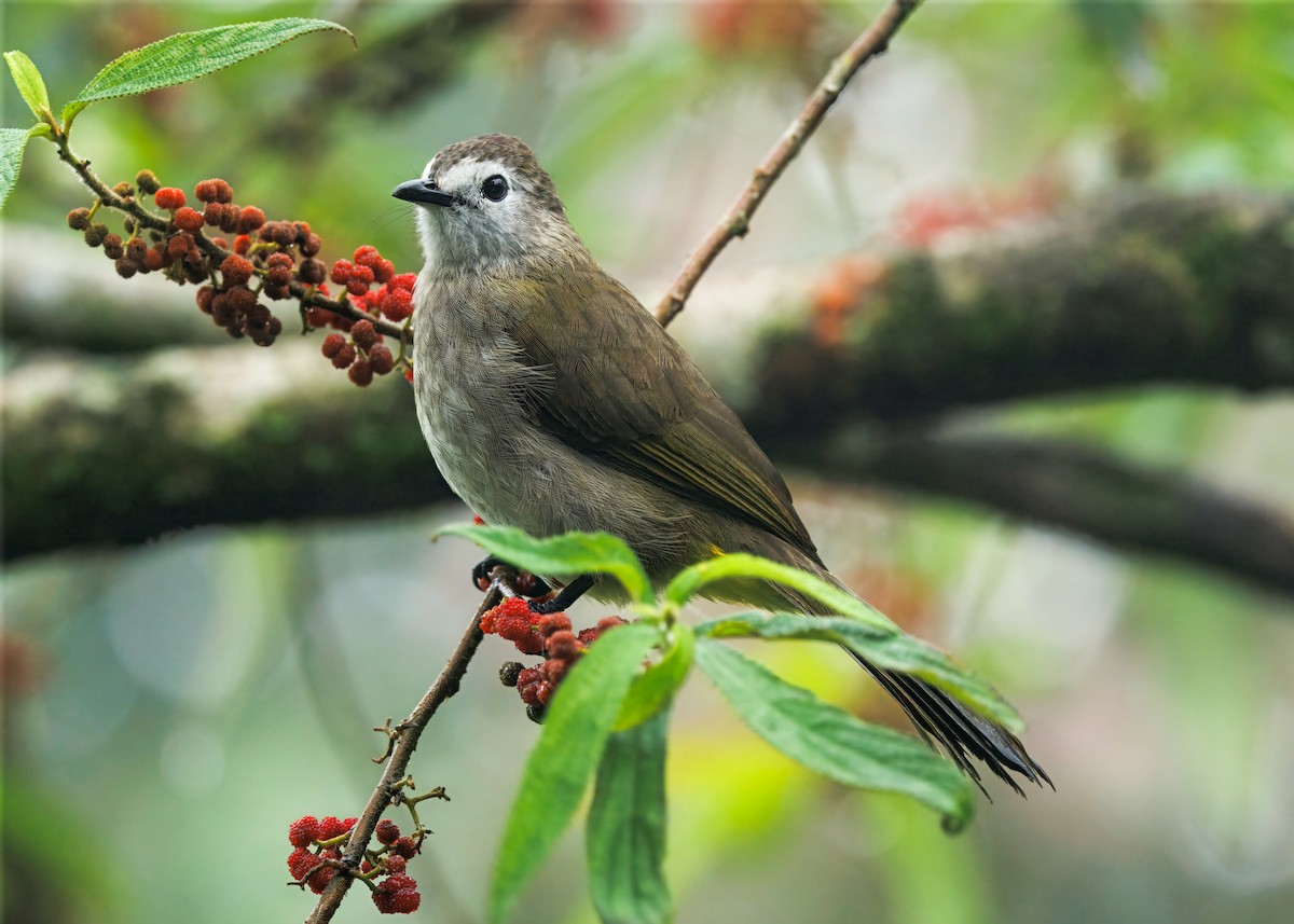 hvitfjesbylbyl - ML644591995