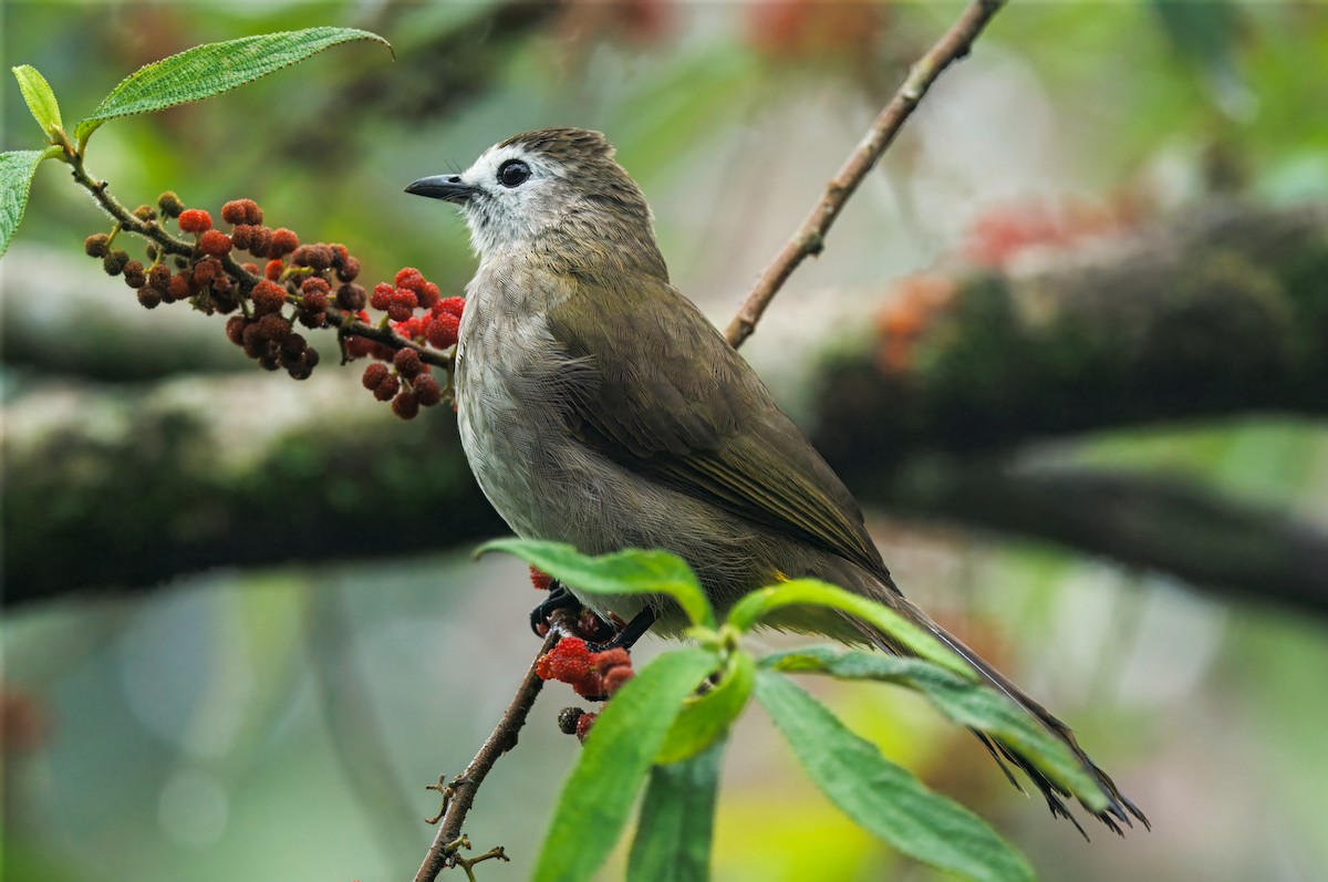 hvitfjesbylbyl - ML644591997